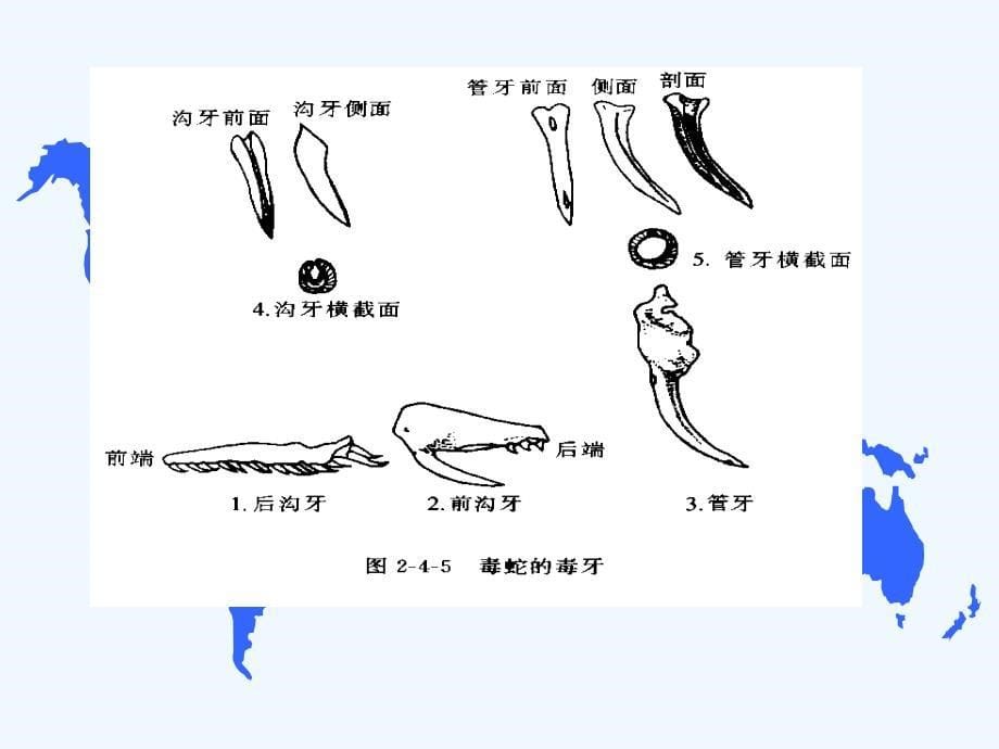 蛇蝎预防及处置_第5页