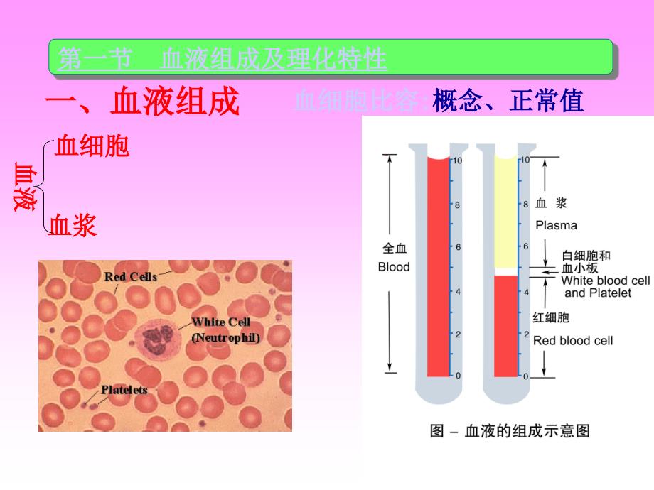 人体解剖生理学-_血液的组成与功能_第2页