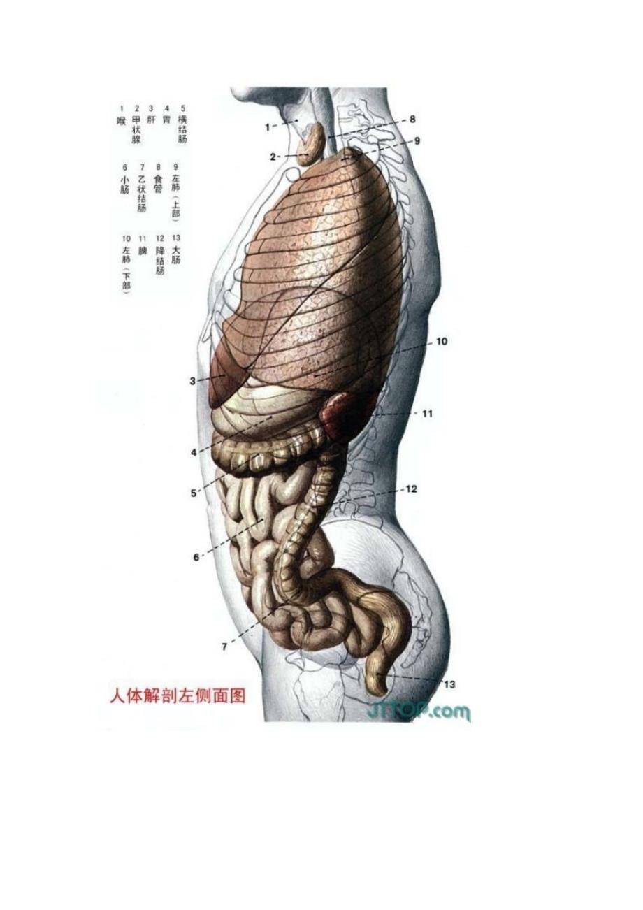 最全高清人体解剖图(彩图版) 2_第3页