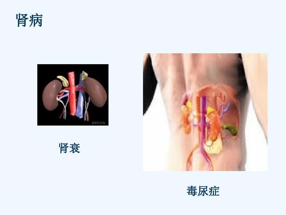 药物安全性评价-局部给药毒性试验谭_第5页