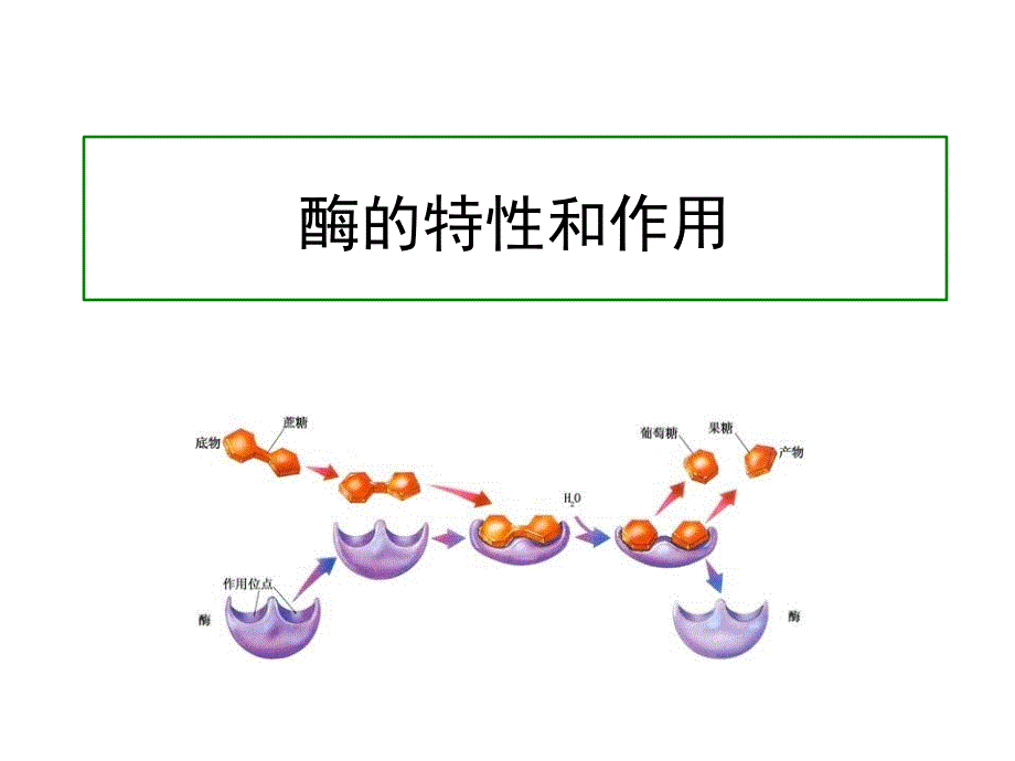 酶的特性和作用_第1页