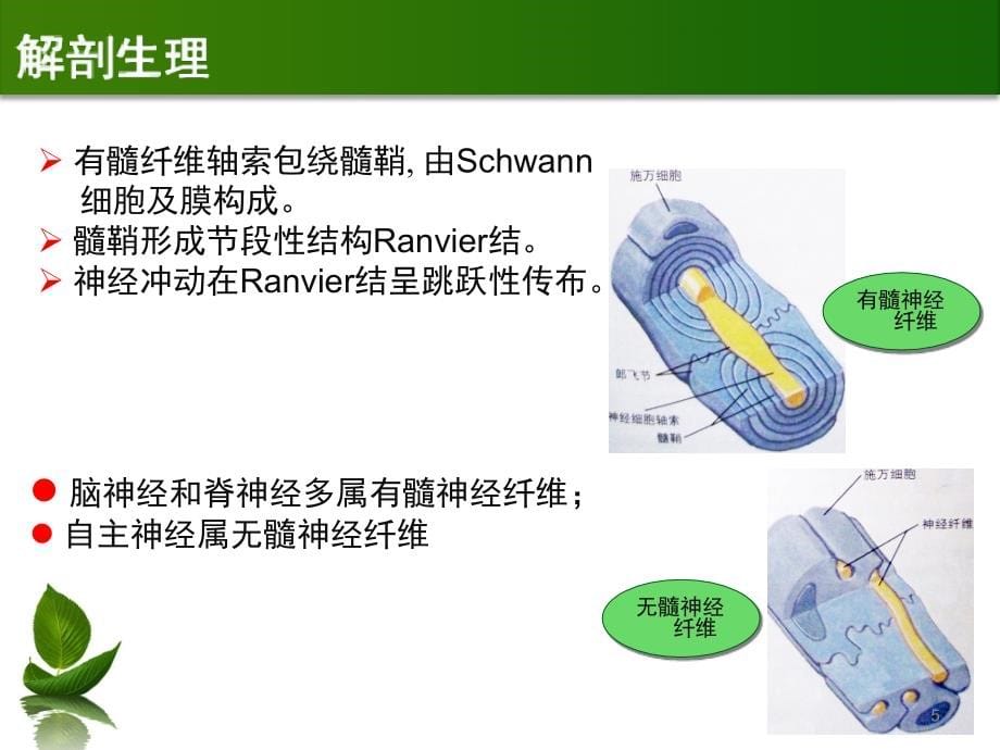 第6章-周围神经病_第5页