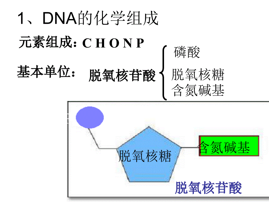 dna分子的结构课件资料_第4页