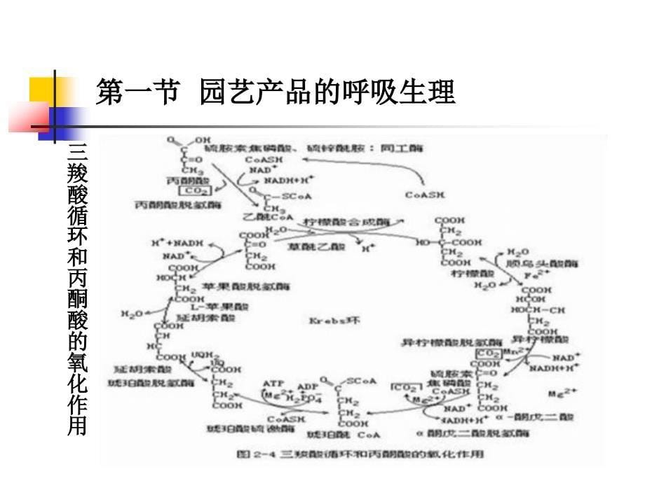 果蔬采后生理学概述_第5页