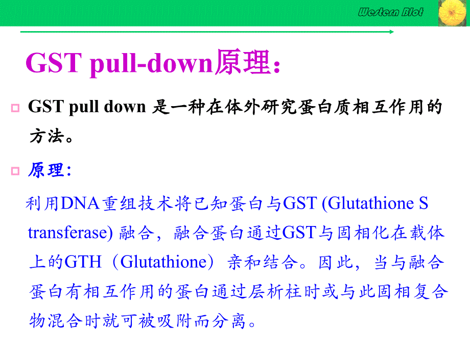 gstpull-down实验技术资料_第3页