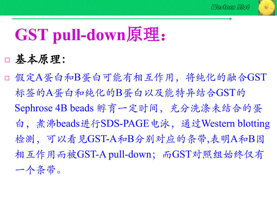 gstpull-down实验技术资料_第4页