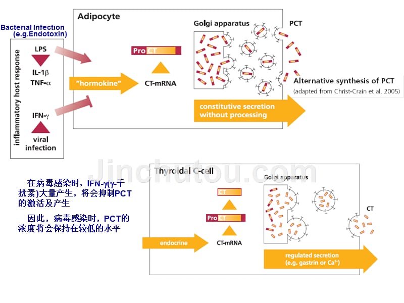 pct降钙素原介绍_第4页