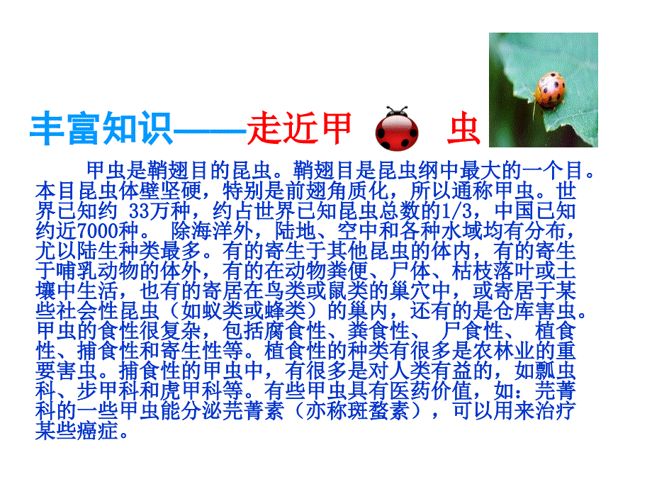 （课堂教学课件1）草虫的村落_第3页