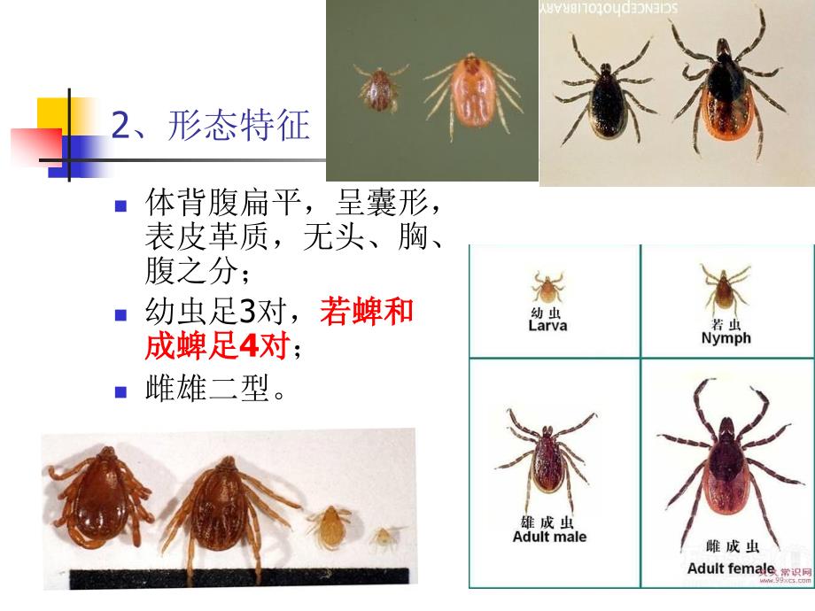 蜱类形态学分类鉴定_第3页