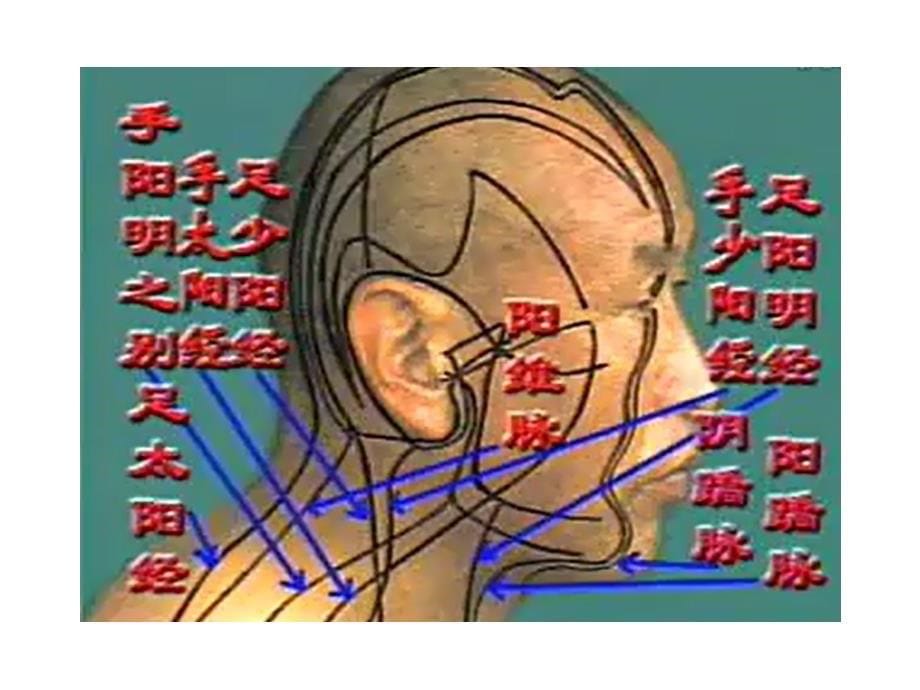 耳针 课件_第5页