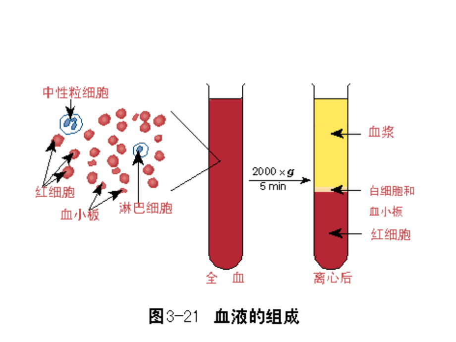 第03章-血液_第3页