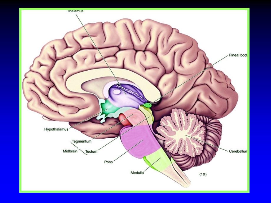 中枢神经系统 间脑解剖_第4页