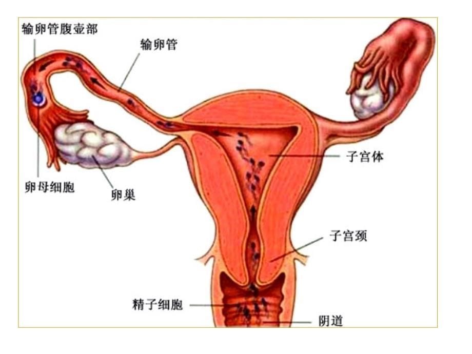 体内受精和早期胚胎发育课件-(公开课)_第5页