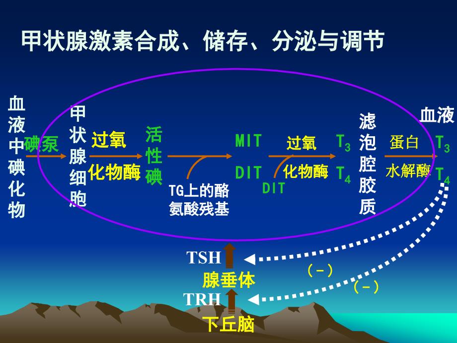 药理学课件第二十六章-第二节-甲状腺_第4页