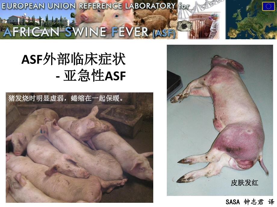非洲猪瘟临床症状和病变图谱-中文_第3页