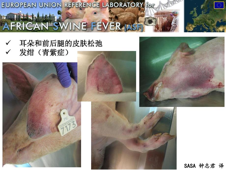 非洲猪瘟临床症状和病变图谱-中文_第4页