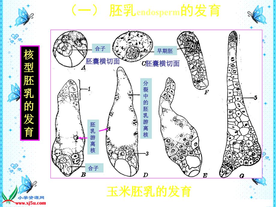 苏教版小学科学三年级下册《果实和种子》课件之二_第3页