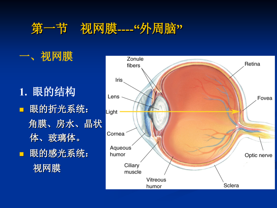 3神经生物学-第三篇-2013_第3页