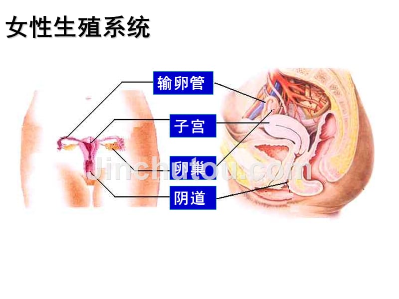 新浙教版七年级下册科学第一章复习_第4页