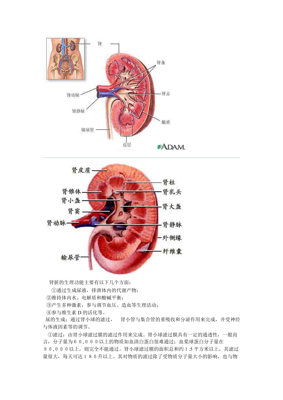 肾生理功能_第1页