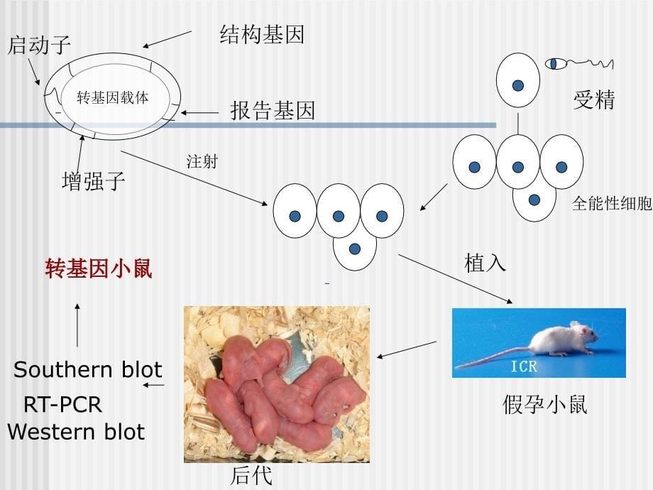 基因功能分析的基本策略1_第5页