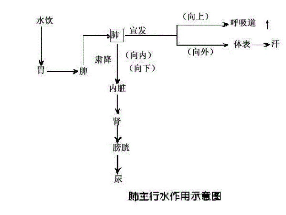 肺主通调水道_第3页