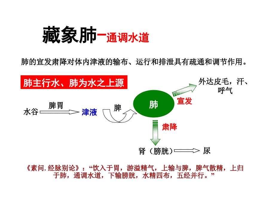 肺主通调水道_第4页