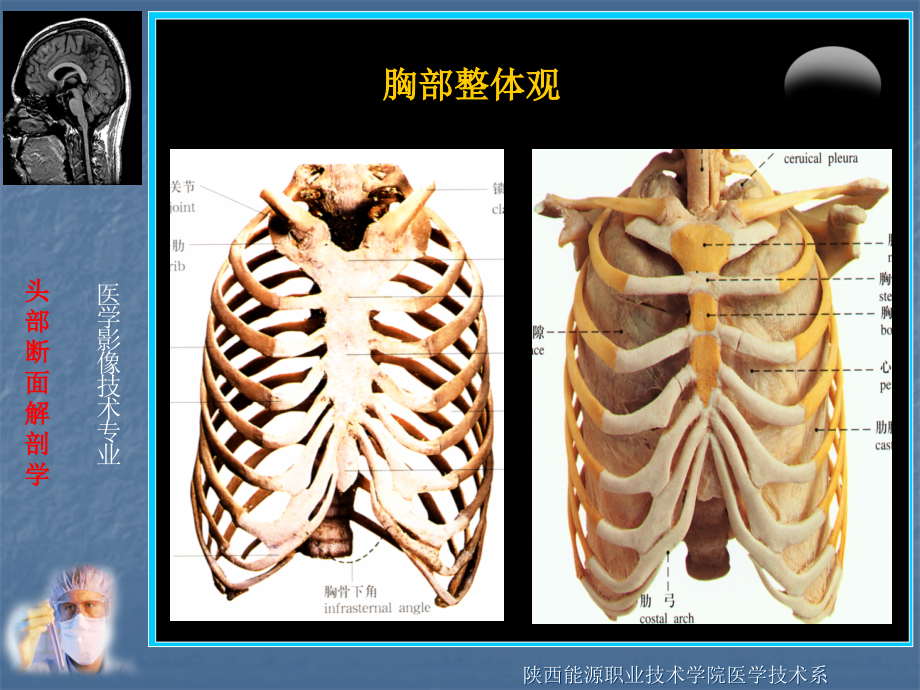 胸部断面解剖(杨延平)_第4页