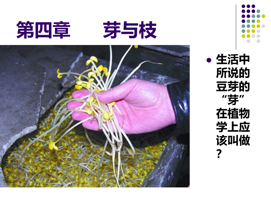 植物学---第四章芽与枝第五章茎的形态结构与建成过程_第1页