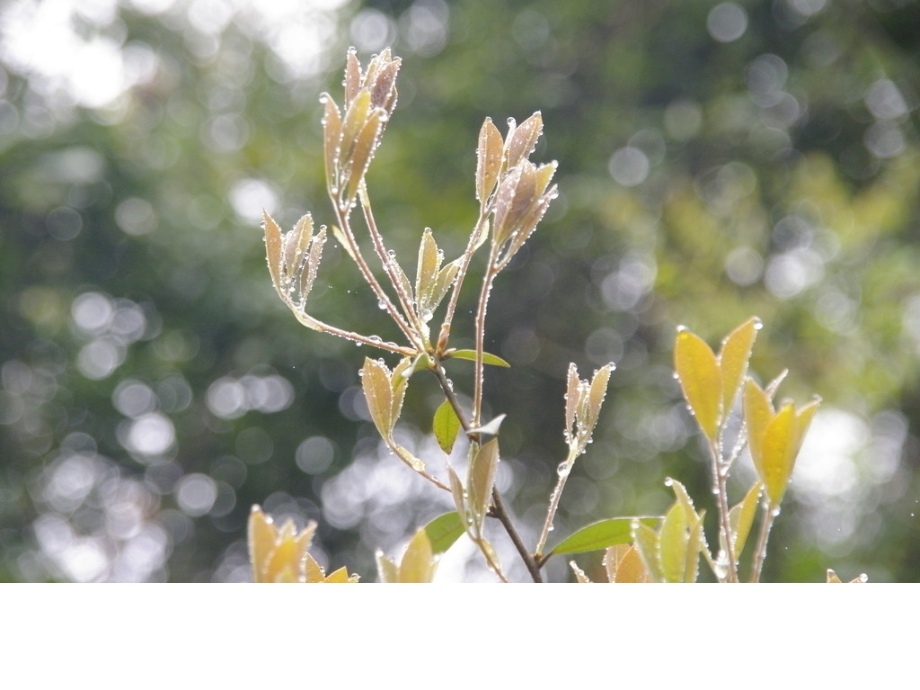 植物学---第四章芽与枝第五章茎的形态结构与建成过程_第2页