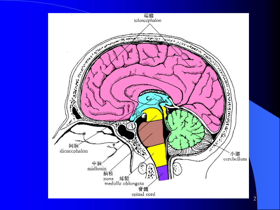 意识障碍大脑解剖及病损的定位诊断资料_第2页