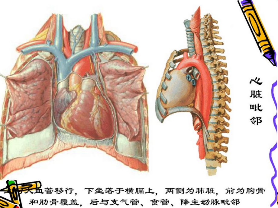心脏冠脉左室节段和示意图b超图造影图及ct图的相互关系资料_第2页
