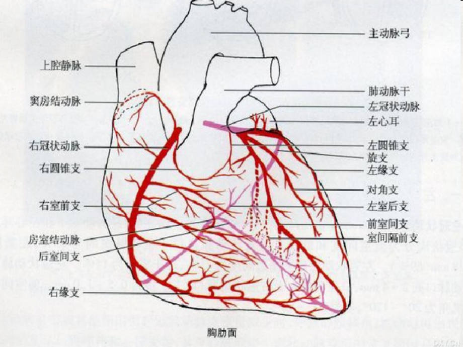 心脏冠脉左室节段和示意图b超图造影图及ct图的相互关系资料_第3页