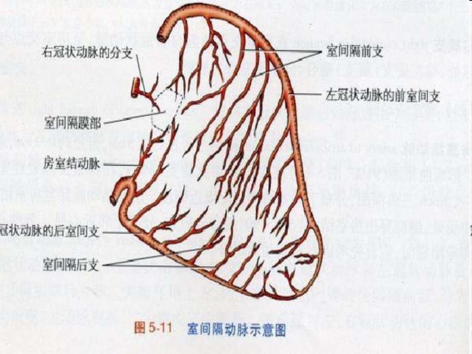 心脏冠脉左室节段和示意图b超图造影图及ct图的相互关系资料_第5页