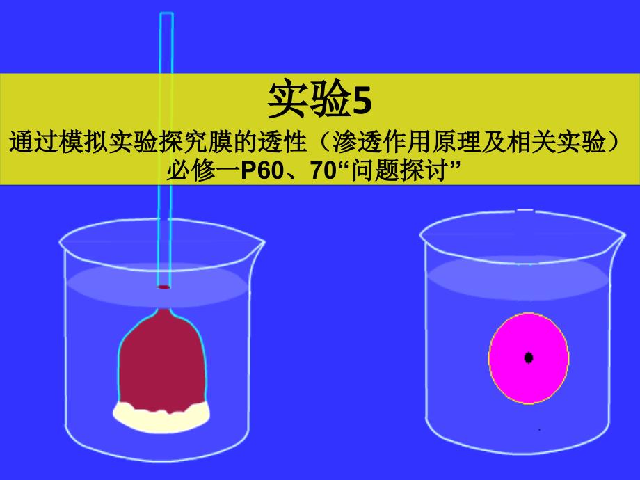 实验5通过模拟实验探究膜的透性资料_第1页