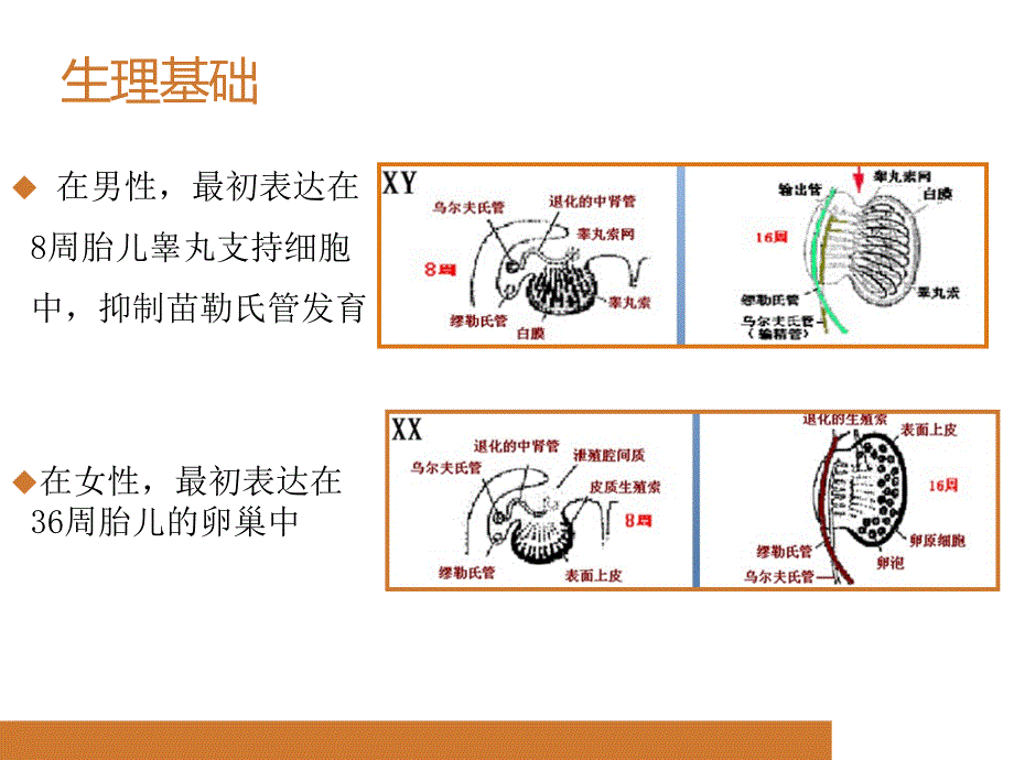 抗苗勒氏管激素生理基础及临床应用资料_第4页