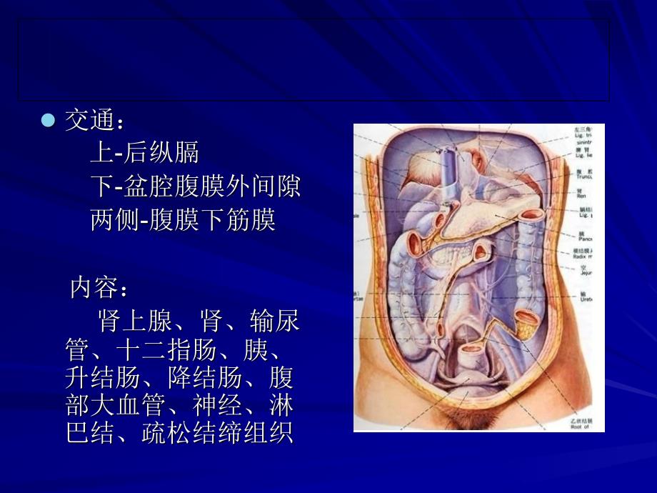 【201204】腹膜后间隙_第3页