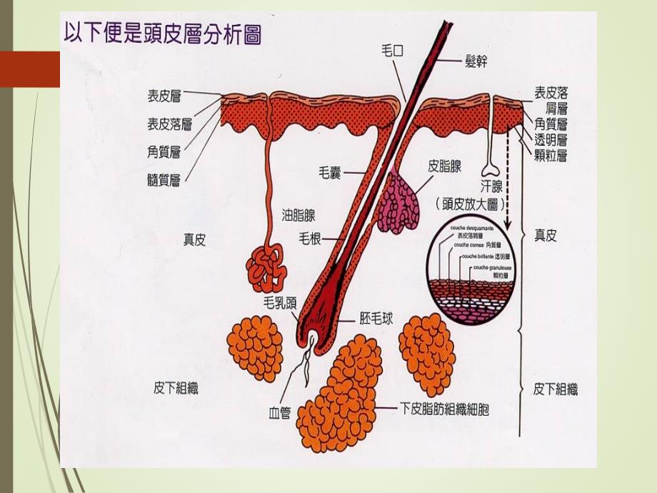 毛发基础及雄激素源性脱发资料_第4页