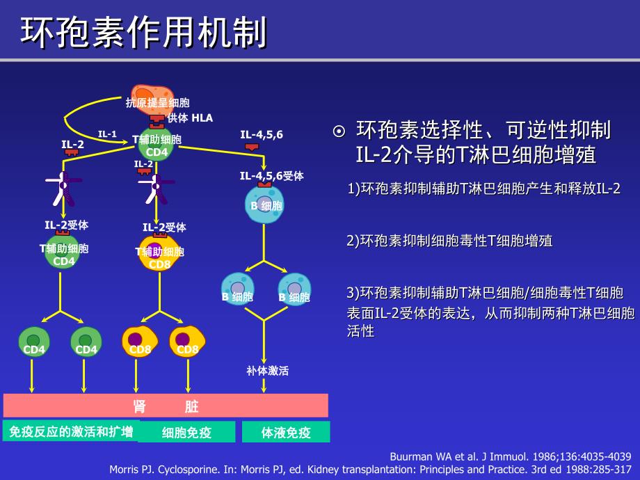 环孢素肾毒性的理性思考资料_第4页