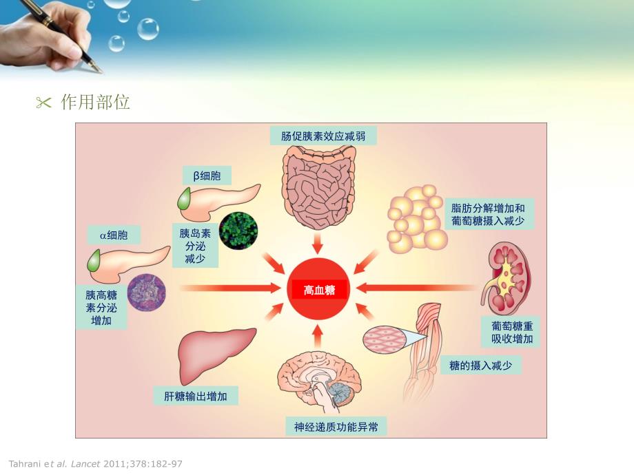 最新糖尿病常见口服药物分类资料_第2页