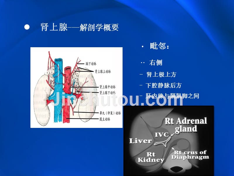 肾上腺常见疾病影像学资料_第5页