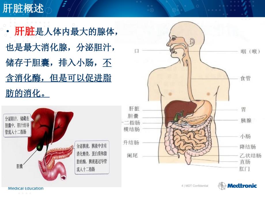 肝脏的基本解剖及分段修改资料_第4页