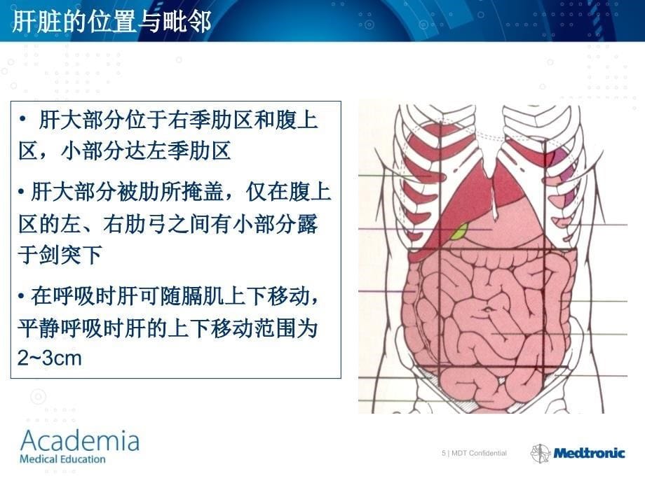 肝脏的基本解剖及分段修改资料_第5页