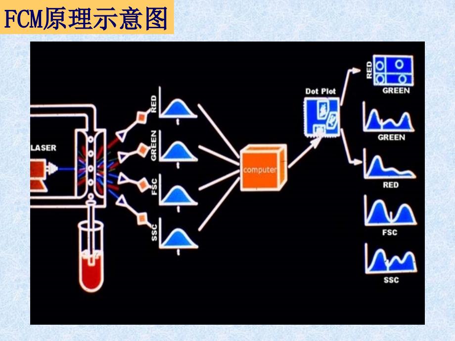 流式细胞术实验技巧及数据分析资料_第4页