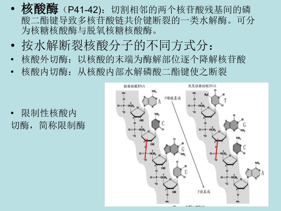 基因工程中常用的酶查笑君_第3页