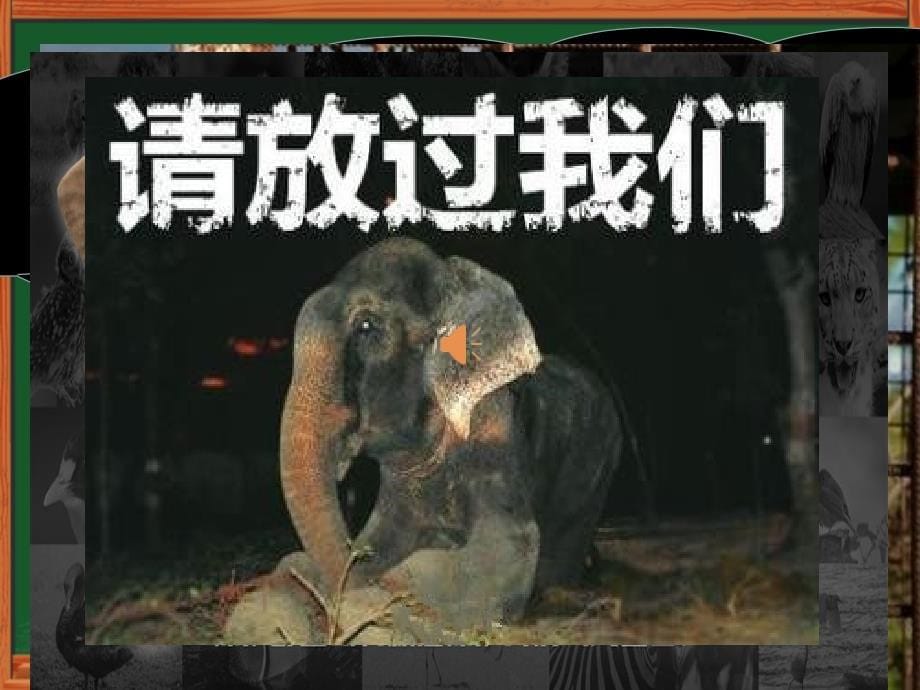 外研版高中英语Book 5 Module 6 Animals in danger Writing 教学课件(共18张PPT)_第5页