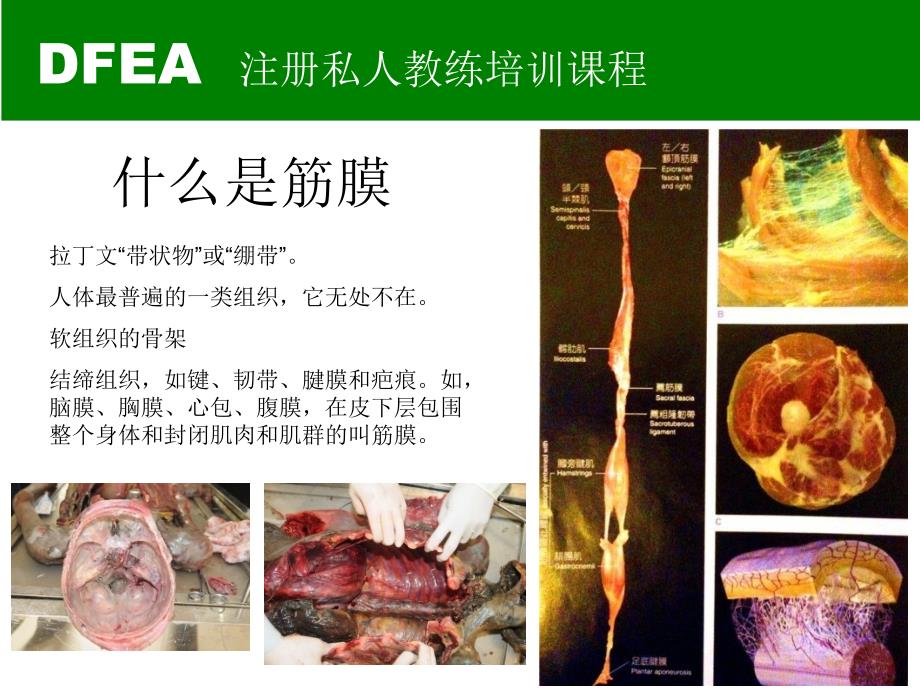 肌筋膜手法康复课程 东一健身学院精品课程_第2页