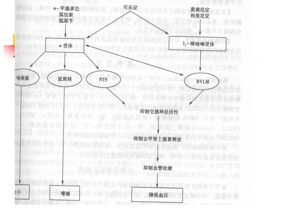 第二十五章 抗高血压药物PPT_第4页