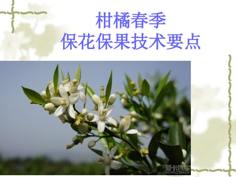 柑橘春季保花保果要点_第1页