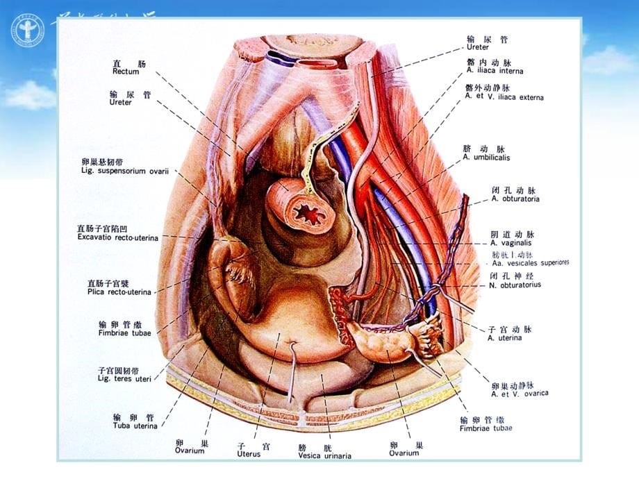 女性生殖课件 female genital system_第5页